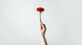 Red Carnation - Chay Tessari