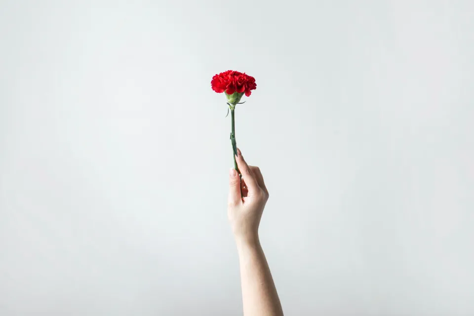 Red Carnation - Chay Tessari